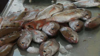 Imagem de Bruxelas propõe redução de 3% na pesca do goraz nos Açores