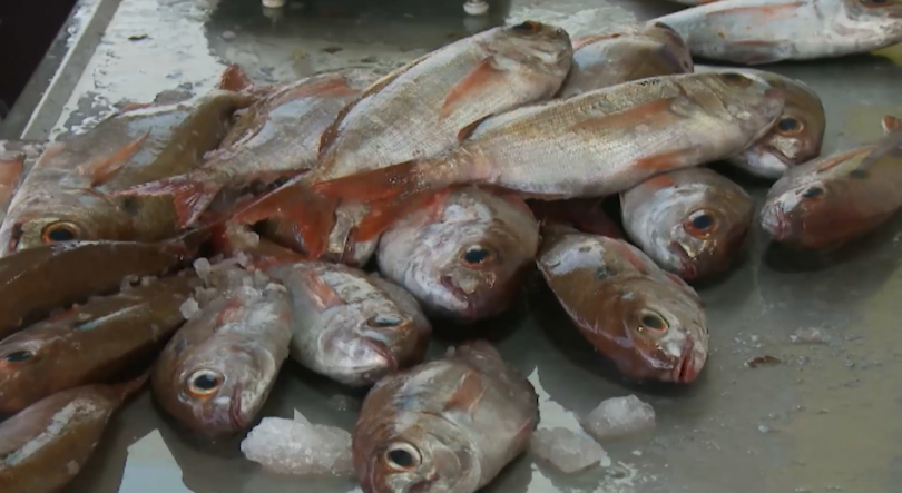 Imagem de Bruxelas propõe redução de 3% na pesca do goraz nos Açores