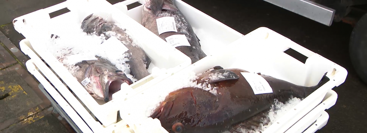 Imagem de Comerciantes de pescado protestam subida de taxas da SATA