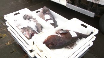 Imagem de Comerciantes de pescado protestam a subida das taxas de Handling da SATA