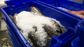Imagem de Comerciantes de Pescado repudiam aplicação de nova taxa de raio-X da SATA