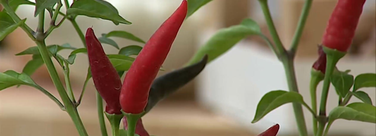 Imagem de Açores Bio: Há cada vez mais açorianos a consumir produtos biológicos