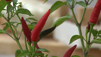 Imagem de Açores Bio: Há cada vez mais açorianos a consumir produtos biológicos