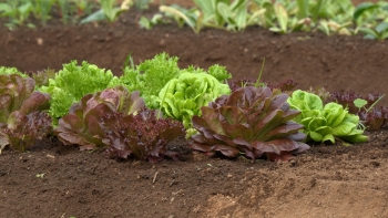 Imagem de Bio Azórica arranca com novo curso de horticultura biológica