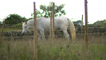 Imagem de Há um novo empreendimento turístico dedicado à experiência equestre