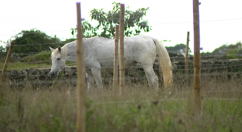 Imagem de Há um novo empreendimento turístico dedicado à experiência equestre