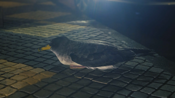 Imagem de SOS Cagarro: Voluntários em vigília noturna na Lagoa para localizar e resgatar cagarros