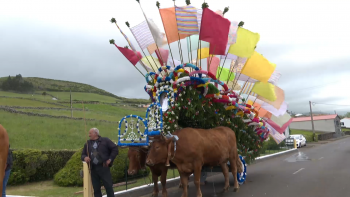 Imagem de Provedora do Animal nos Açores entende que deve ser proibido uso de cavalos e bois para tração