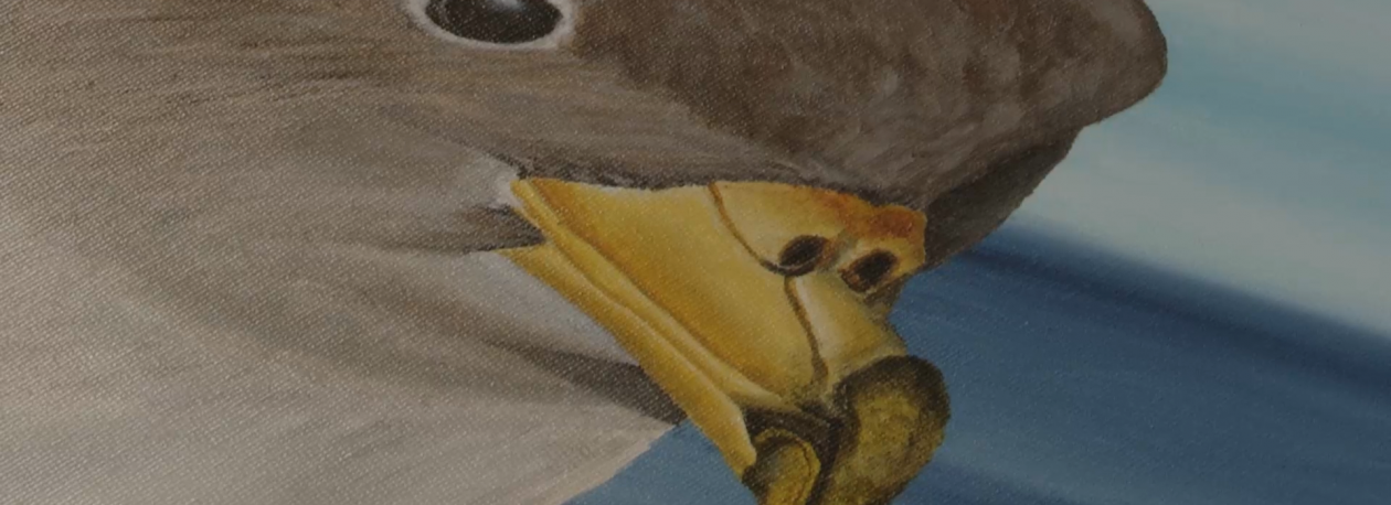 Imagem de Arrancou o 8º Azores Birdwatching Festival na ilha do Pico