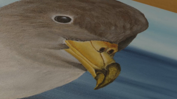 Imagem de Arrancou o 8º Azores Birdwatching Festival na ilha do Pico