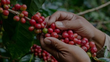 Imagem de Ilha do Pico testa possibilidade de produzir café