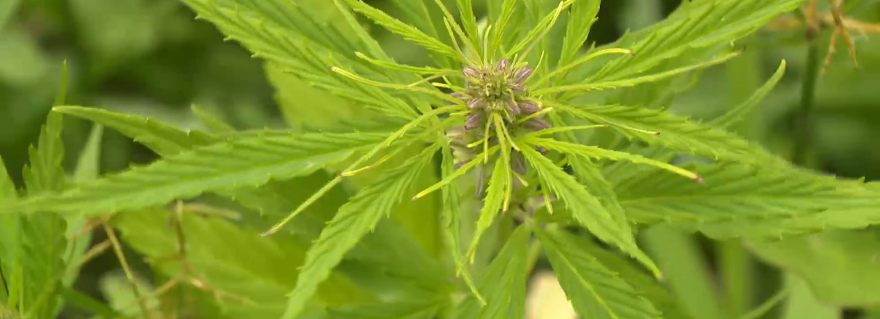 Imagem de Cannazores pede legislação própria nos Açores para avançar com produção de cannabis medicinal