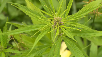 Imagem de Cannazores pede legislação própria nos Açores para avançar com produção de cannabis medicinal