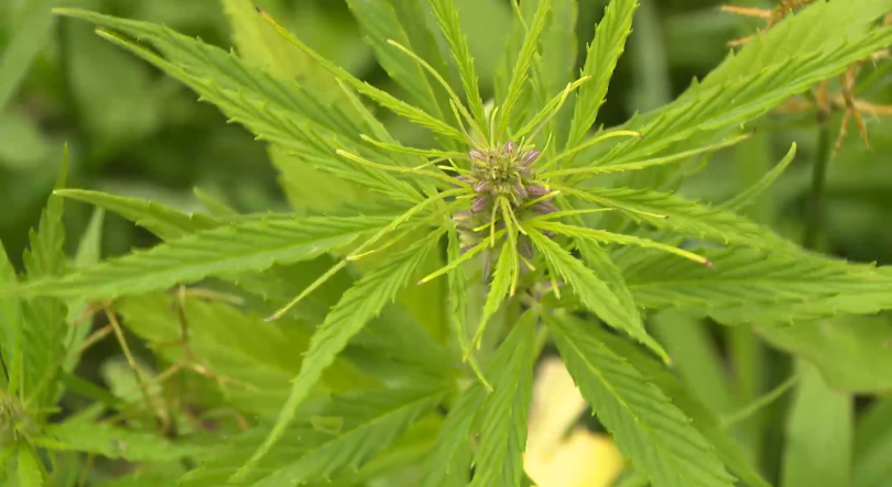 Imagem de Cannazores pede legislação própria nos Açores para avançar com produção de cannabis medicinal