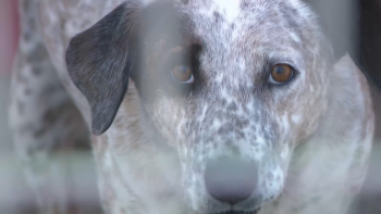Imagem de Falta de médicos veterinários nos Açores, afirma Bastonário da Ordem