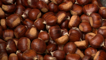 Imagem de Produtores da Terceira sofrem razia na produção da castanha por causa da vespa da galha e de ratos
