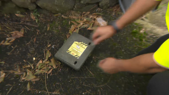 Imagem de Câmara Municipal de Ponta Delgada nega existência de praga de ratos na cidade