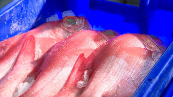 Imagem de Transporte aéreo de peixe cortado para 5 ilhas a partir de amanhã devido a imposição europeia de novos Raio-X