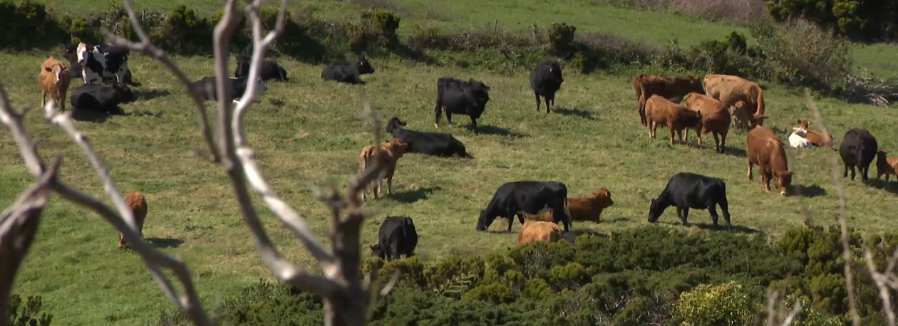 Imagem de Federação Agrícola dos Açores dá parecer negativo ao Plano e Orçamento para 2026