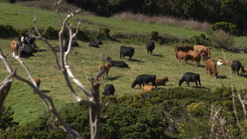 Imagem de Federação Agrícola dos Açores dá parecer negativo ao Plano e Orçamento para 2026