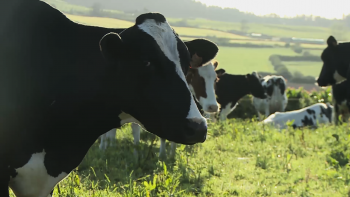 Imagem de Centenas de animais continuam retidos nas explorações do Pico