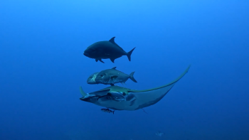 Imagem de Monitorização do Mar: Coordenadores destes programas temem pelo fim do financiamento