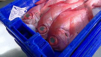 Imagem de Socialistas consideram incompreensível eliminação de apoios à exportação em 2026