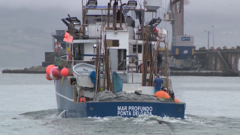 Imagem de Setor das pescas alerta Bolieiro que aumentos das taxas na Lotaçor são “economicamente insustentáveis”