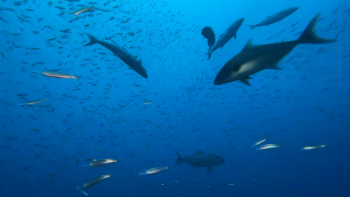 Imagem de PO26: Secretário do Mar diz que investimento significativo no PRR é uma necessidade que tem consequências