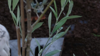 Imagem de Vila da Madalena do Pico cria pomar urbano