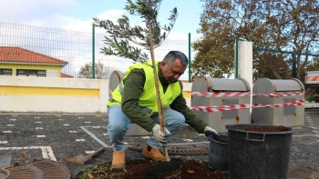 Imagem de Vila da Madalena do Pico vai ter o primeiro pomar urbano dos Açores
