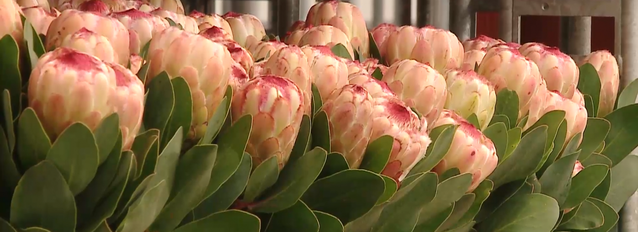 Imagem de Flores da Terceira chegam estragadas aos Países Baixos por falta de frio no aeroporto de Lisboa