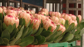Imagem de Flores da Terceira chegam estragadas aos Países Baixos por falta de frio no aeroporto de Lisboa