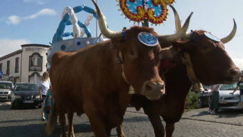 Imagem de Provedora do Animal nos Açores propõe proibição do uso de animais de trabalho