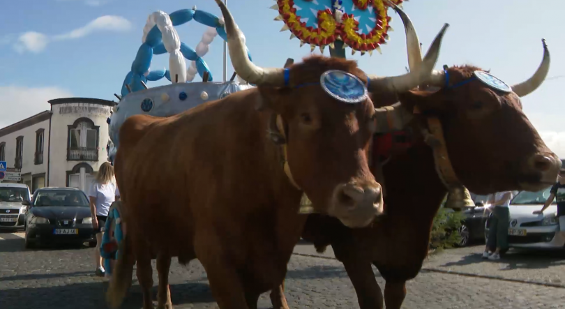 Imagem de Provedora do Animal nos Açores propõe proibição do uso de animais de trabalho