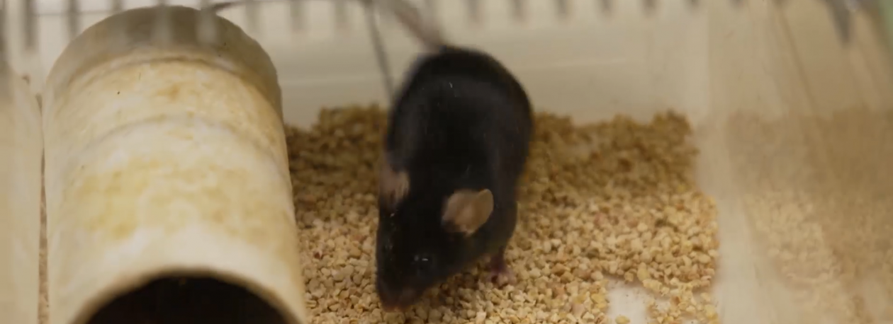 Imagem de São Miguel regista menos casos positivos de Leptospirose na última década