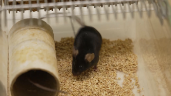 Imagem de São Miguel regista menos casos positivos de Leptospirose na última década