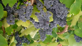 Imagem de Vinho de Cheiro mais perto de ser comercializado com aval do Parlamento Europeu