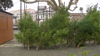 Imagem de Feira da Árvore de Natal em Ponta Delgada