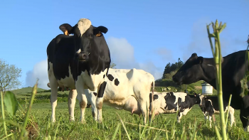 Imagem de Grupo Sousa demonstra falta de interesse no transporte de gado vivo para o continente