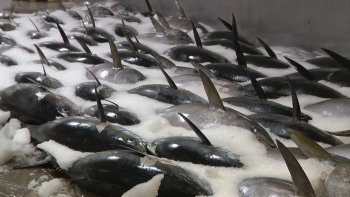 Imagem de Descarregadas 285 toneladas de pescado em lota no mês de novembro