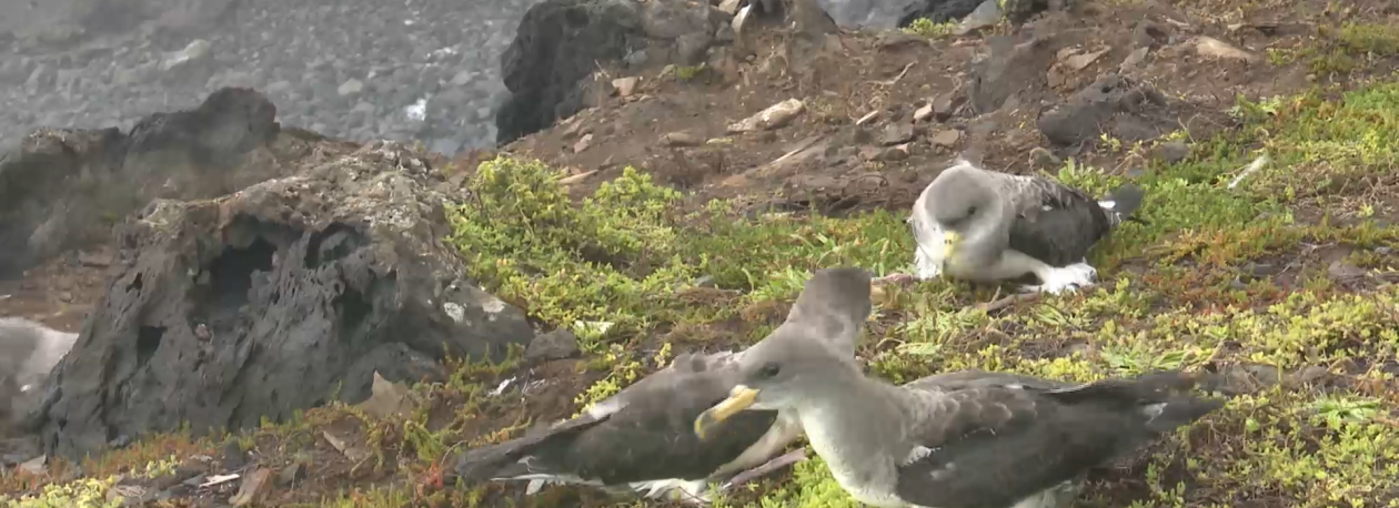 Imagem de SOS Cagarro: Foram recolhidas quase 8 mil aves este ano
