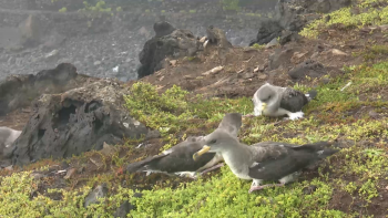 Imagem de SOS Cagarro: Foram recolhidas quase 8 mil aves este ano