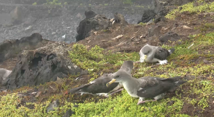 Imagem de SOS Cagarro: Foram recolhidas quase 8 mil aves este ano