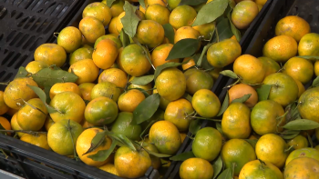 Imagem de Mercado da Graça: Ananás, couves e tangerinas nas listas de últimas compras para a consoada