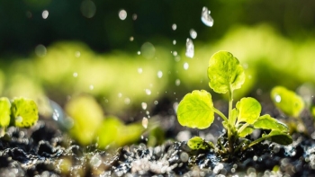 Imagem de Produtores da Graciosa debatem uso sustentável da água na Agricultura