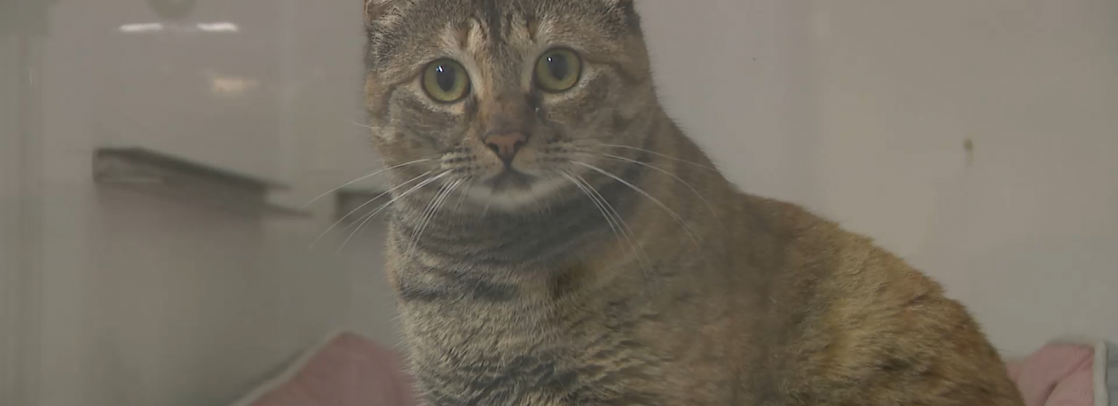 Imagem de Veterinário alerta para stress e pânico que material pirotécnico provoca nos animais