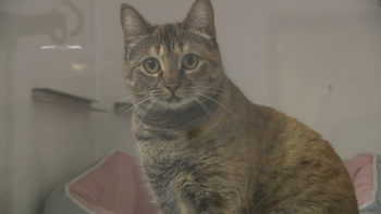 Imagem de Veterinário alerta para stress e pânico que material pirotécnico provoca nos animais