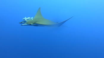 Imagem de Conselho do Governo aprova estratégia de gestão da rede de Áreas Marinhas Protegidas