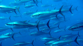 Imagem de Quotas do atum rabilho aumentam e há flexibilidade na captura do goraz